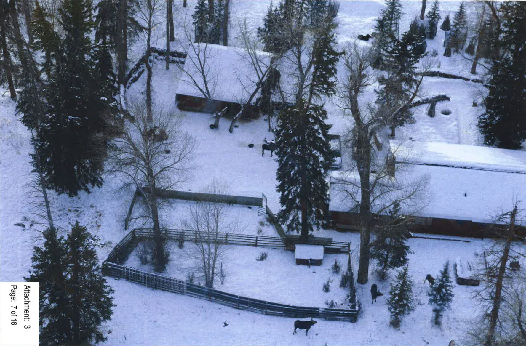 Grizzly bear feeding investigation